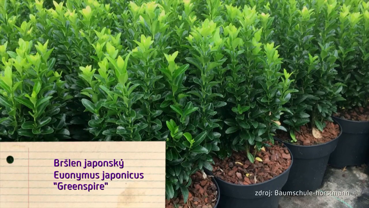 Nova zahrada - brslen japonsky